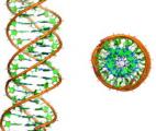 Une structure d'ADN à triple hélice a enfin été identifiée en phase gazeuse