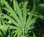 Une substance 30 fois plus puissante que le THC découverte dans le cannabis