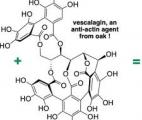 Une synthèse bio-inspirée de la vescalagine, pour bloquer la dégradation de l’os