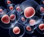 Une thérapie cellulaire pour réparer les cœurs abîmés