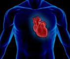 Une thérapie génique qui régénère les cardiomyocytes après une crise cardiaque