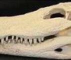 Utiliser l'alligator pour contrôler la régénération dentaire !