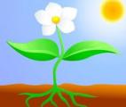 Vers l'amélioration de l'efficacité de la photosynthèse des plantes