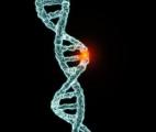 Vers un nouveau traitement pour contrer une mutation génétique