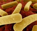 Vers une nouvelle classe d'antibiotiques efficaces contre les bactéries résistantes
