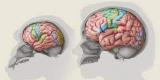Chez les Sapiens, la forme du cerveau a évolué avec la structure faciale