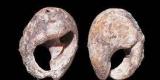 Découverte des plus anciennes parures humaines… Découverte des plus anciennes parures humaines…