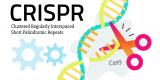 Des médicaments à structure évolutive grâce à l'outil CRISPR Des médicaments à structure évolutive grâce à l'outil CRISPR