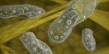 Des micro-robots pour acheminer des médicaments vers le système nerveux Des micro-robots pour acheminer des médicaments vers le système nerveux
