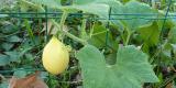 Inactiver un gène pour augmenter la diversité génétique des plantes cultivées Inactiver un gène pour augmenter la diversité génétique des plantes cultivées