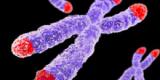 Le blocage de deux enzymes pourrait supprimer l'immortalité du cancer Le blocage de deux enzymes pourrait supprimer l'immortalité du cancer