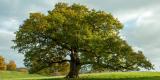 Le génome du chêne lève un voile sur la longévité des arbres Le génome du chêne lève un voile sur la longévité des arbres