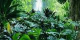 Les grandes forêts tropicales perdent leur capacité à stocker le carbone Les grandes forêts tropicales perdent leur capacité à stocker le carbone