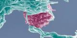 Les lymphocytes T régulateurs : une voie thérapeutique contre les maladies auto-immunes ? Les lymphocytes T régulateurs : une voie thérapeutique contre les maladies auto-immunes ?