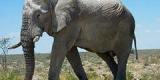 Un gène des éléphants leur permet d’être immunisés contre le cancer Un gène des éléphants leur permet d’être immunisés contre le cancer