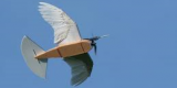 Un robot volant avec de vraies plumes Un robot volant avec de vraies plumes