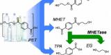 Une nouvelle enzyme synthétisée par hasard dégrade efficacement le plastique Une nouvelle enzyme synthétisée par hasard dégrade efficacement le plastique
